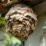 Temps de construction d’un nid de frelon : durée et étapes clés