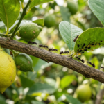Fourmis sur citronnier