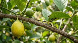Fourmis sur citronnier